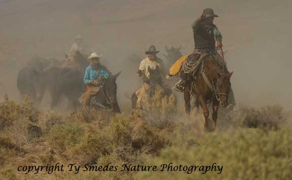 Owens Valley Roundup - Eastern Sierras