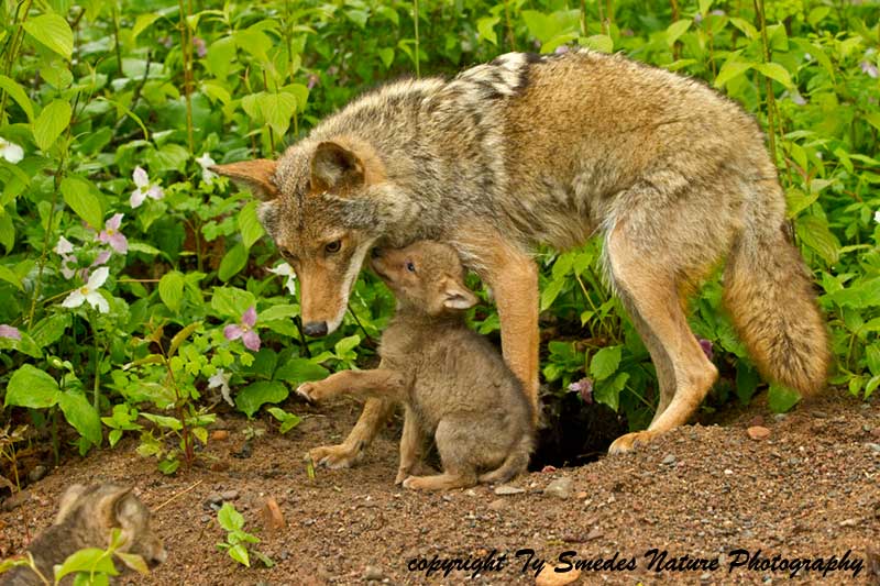 Coyote and Pup at Den