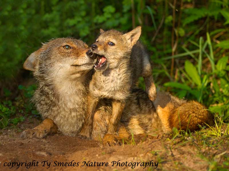 Coyote and Pup at Den