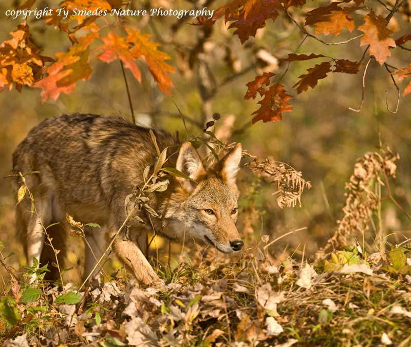 Coyote Hunting