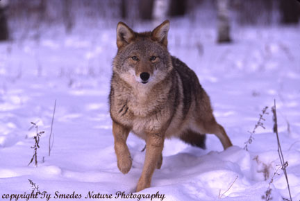 Coyote coming to deer kill