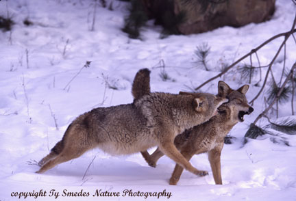 Coyotes fighting at deer carcass