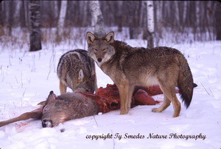 Coyotes at deer kill