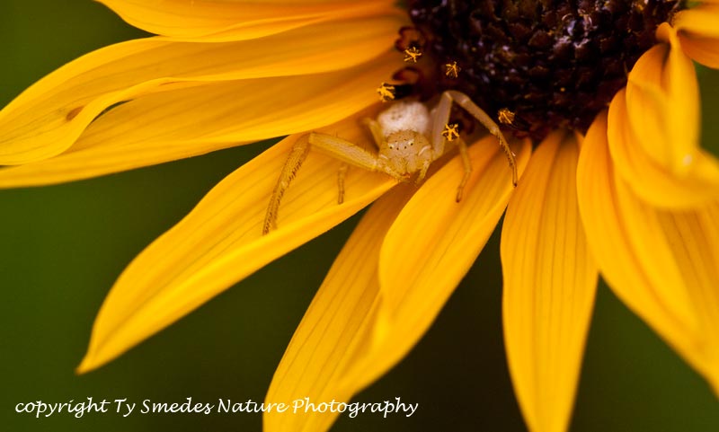 Crab Spider on Sunflower