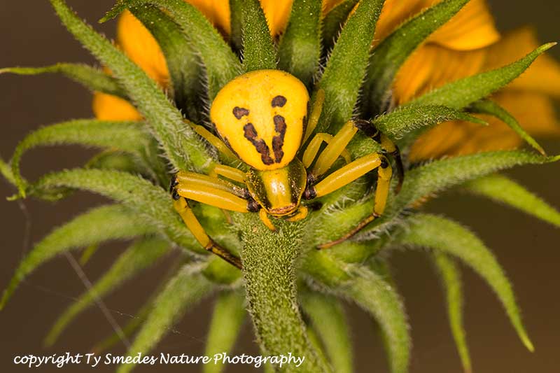 White-banded Crab Spider on sunflower blossom
