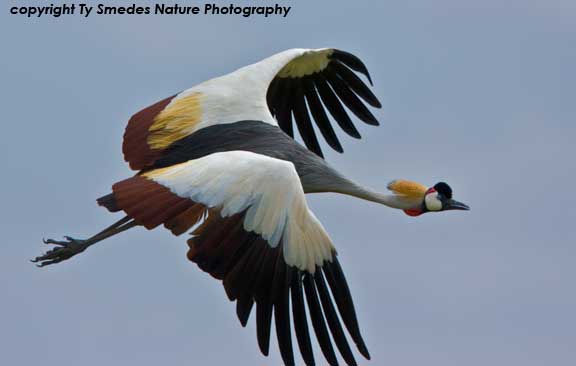 Grey Crowned Crane, Amboseli National Park, Kenya