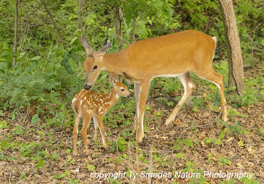 Whitetail Doe Grooming Her Fawn
