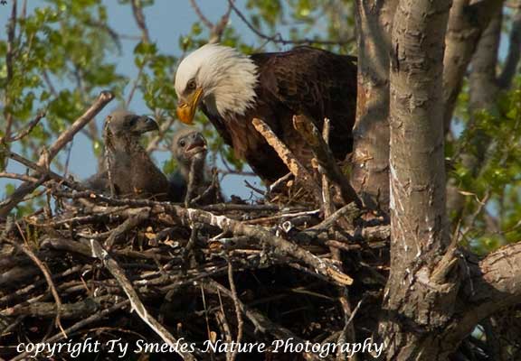 Bald Eagle at nest, with two youngsters