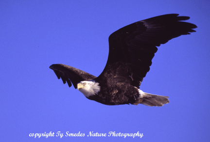 Bald Eagle in Flight