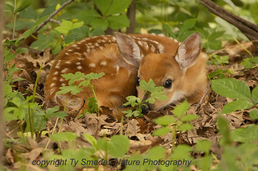 Whitetail Fawn Hiding in the Foliage
