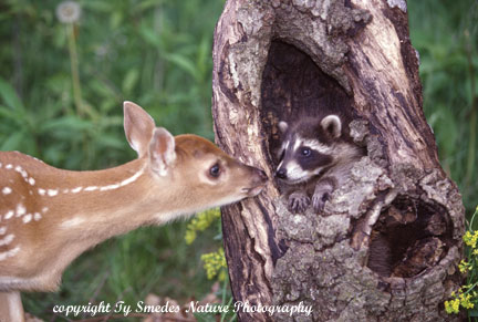 Whitetail Fawn and Baby Raccoon Touching Noses