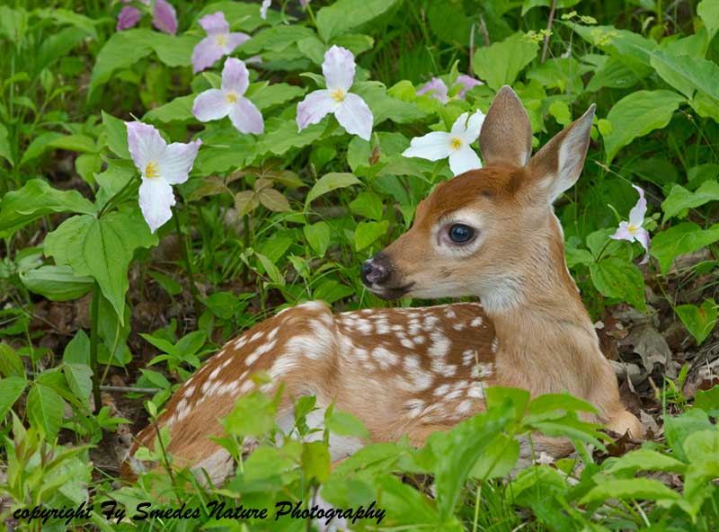 Whitetailed Fawn in Trillium