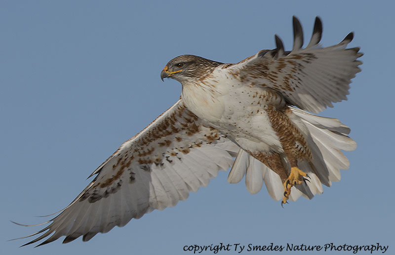 Ferruginous Hawk 