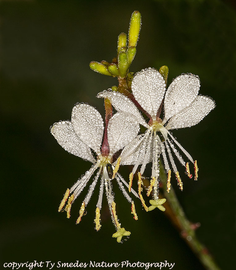 Large-flowered Gaura