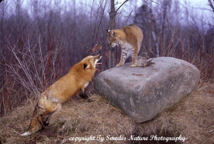 Red Fox and Bobcat Standoff