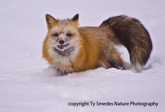 Red Fox in deep snow