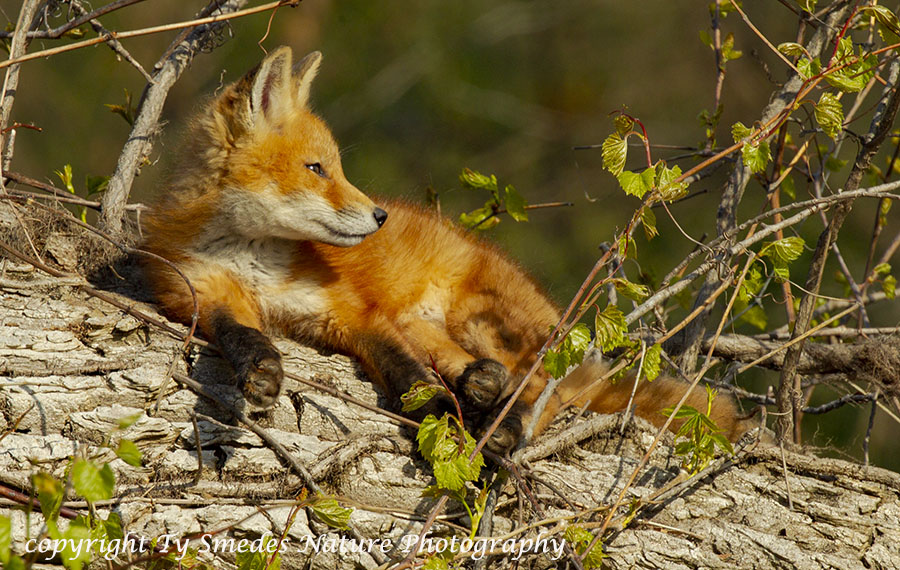 Red Fox Kit Sunning on Log