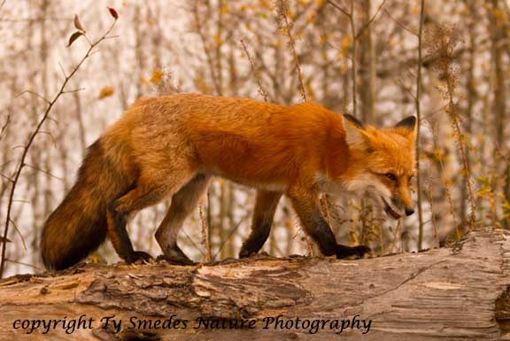 Red Fox on log