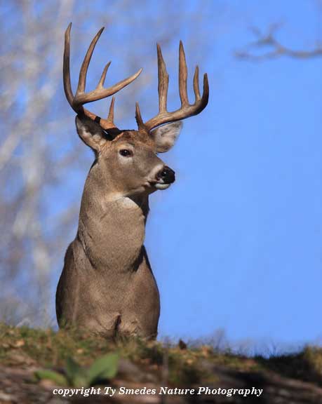 10 Point Whitetail Buck on Ridge