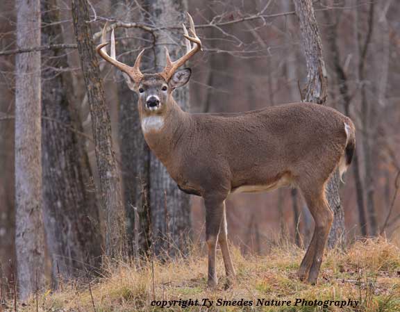 9 Point Whitetail Buck on Ridge