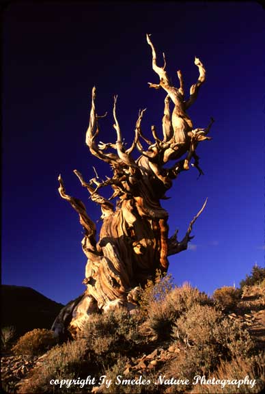 Bristlecone Pine, White Mountains