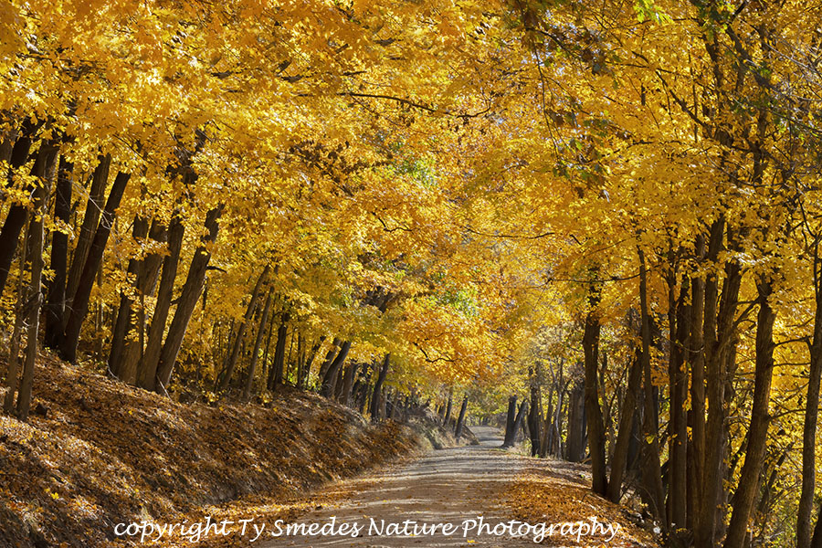 Hard Maples Along the Mississippi River
