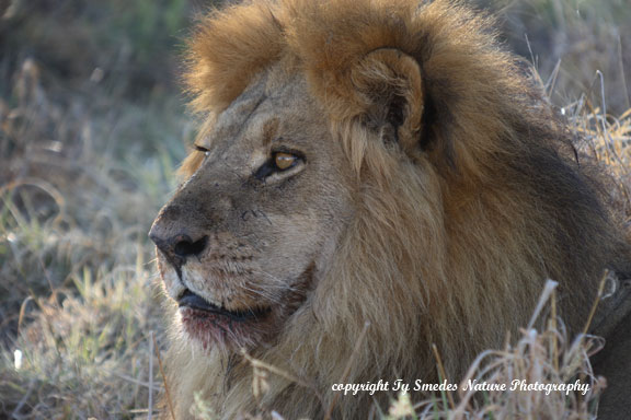 Male Lion, Chobe National Park, Botswana