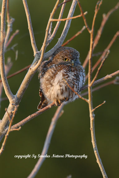 Pearls Spotted Owl, Chobe National Park, Botswana