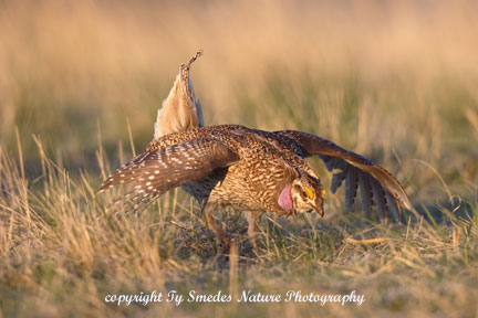 Sharptail Grouse displaying on lek