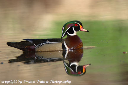 Wood Duck Drake at Beaver Bottoms Wetland
