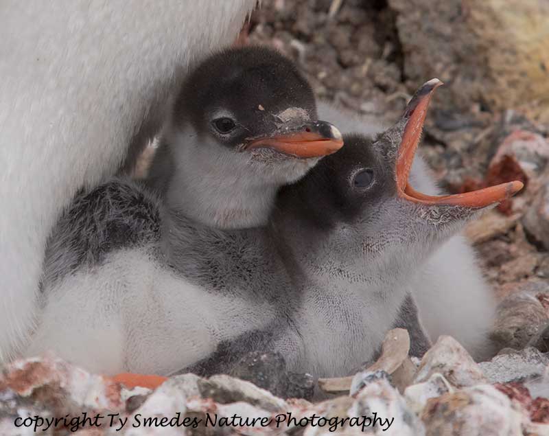 Gentoo Penguin Chicks, Port Lockroy, Antarctic Peninsula