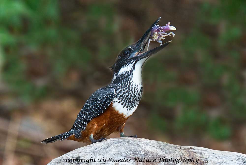 Giant Kingfisher (female) with Freshwater Crab (Botswana)