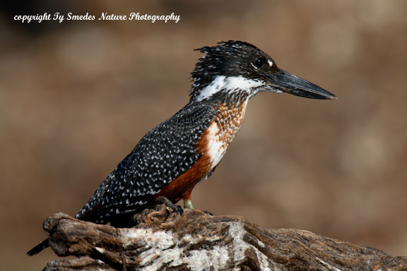 Giant Kingfisher, Chobe River, Chobe National Park, Botswana