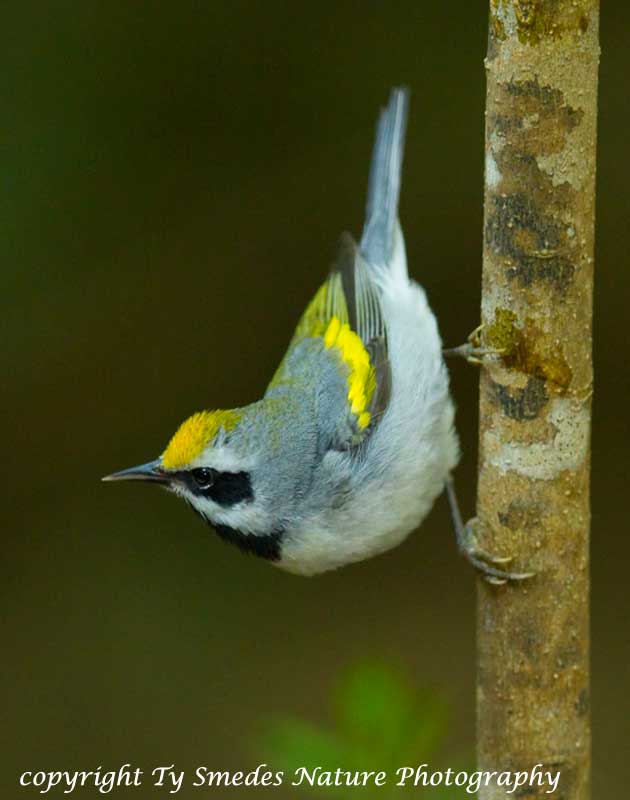 Golden-winged Warbler (male)