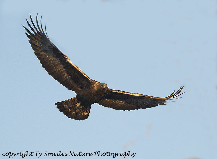 Golden Eagle soaring