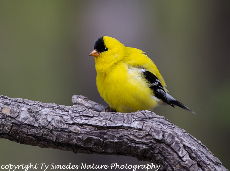 Male American Goldfinch