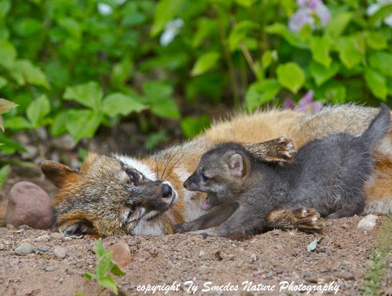 Gray Fox and Kit at Den