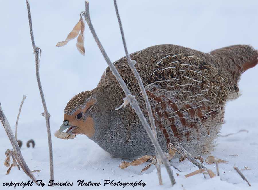 Gray Partridge eating Soybeans