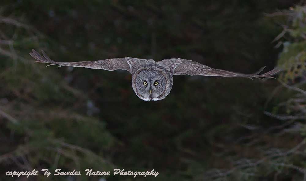 Great Gray Owl Diving at Prey