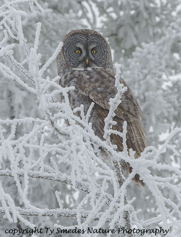 Great Gray Owl in tree with Hoar Frost