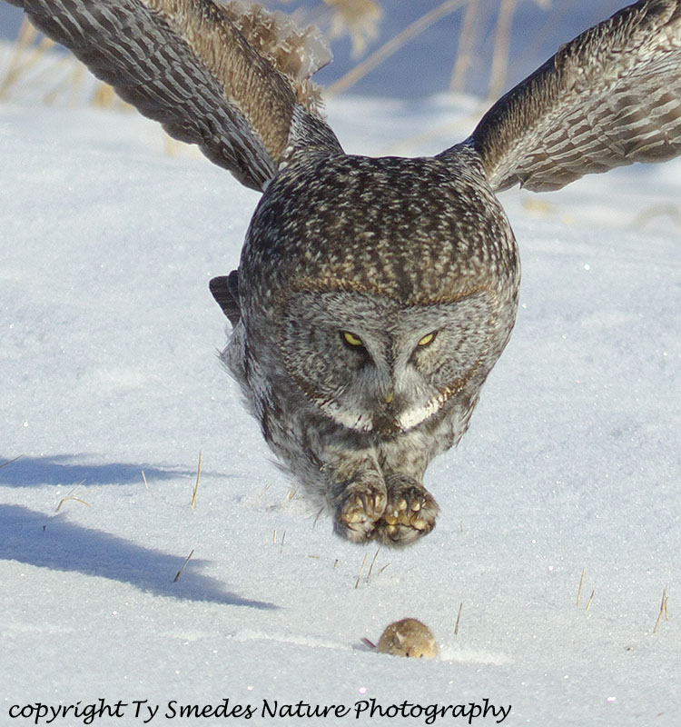 Great Gray Owl diving at prey