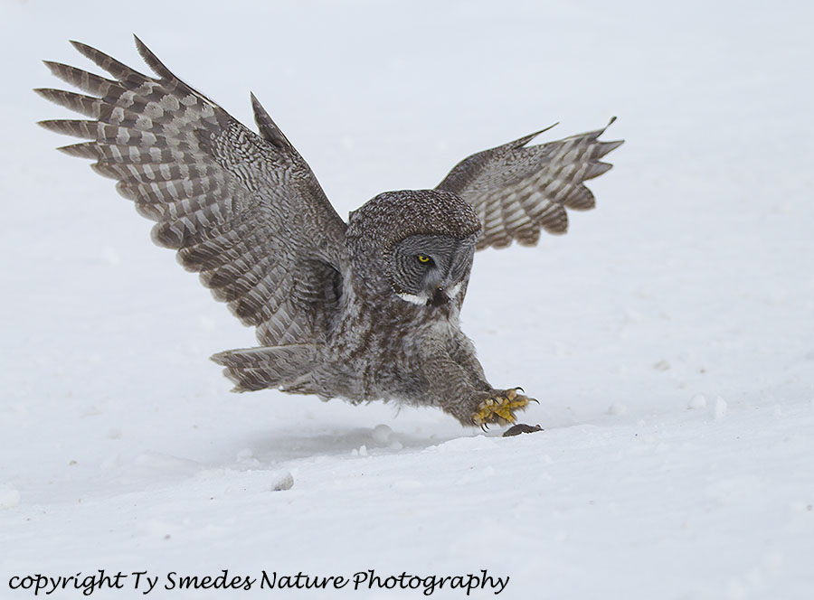 Great Gray Owl diving at prey