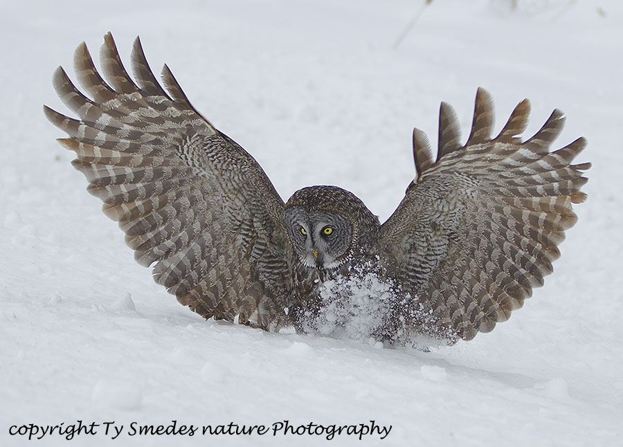 Great Gray Owl capturing prey
