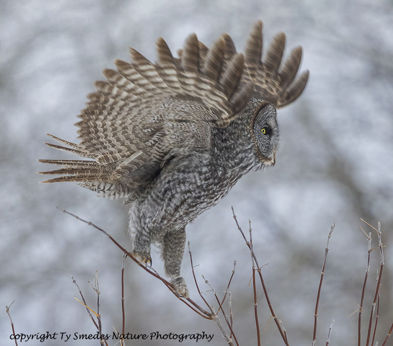 Great Gray Owl landing on bush