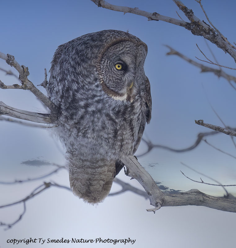Great Gray Owl Perched in Tree