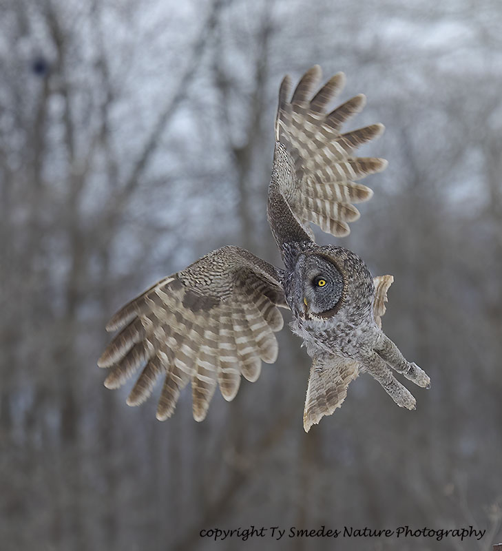 Great Gray Owl lifting off