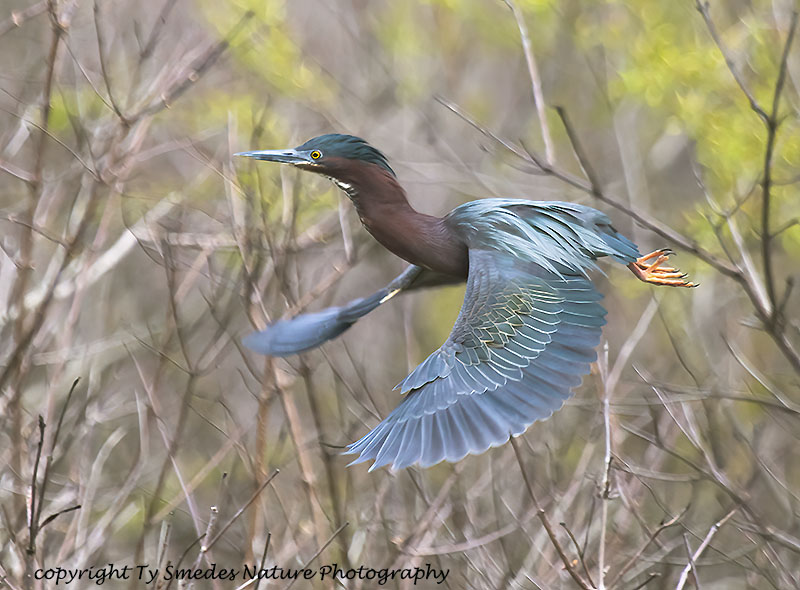 Green Heron in flight