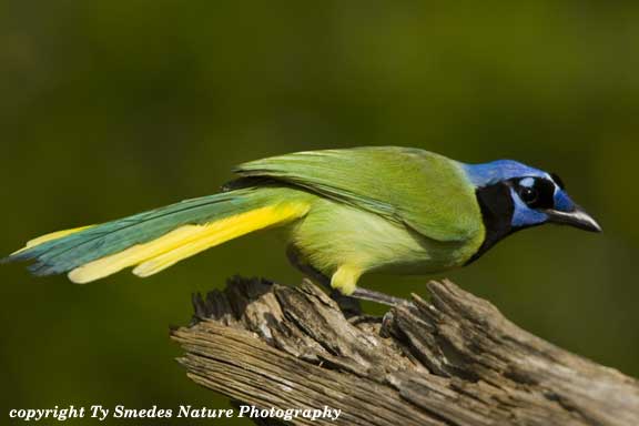 Green Jay in South Texas