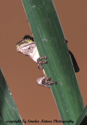 Gray Tree Frog