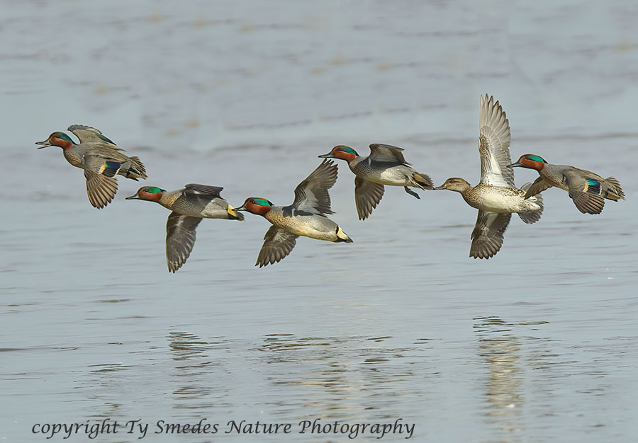 Green-winged Teal Courtship Flight